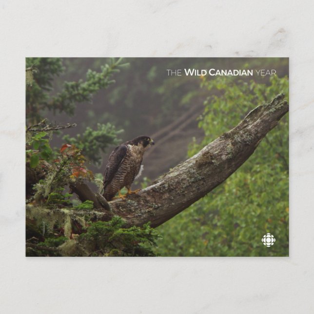 Cartão Postal Queda - Falcão Peregrino (Frente)