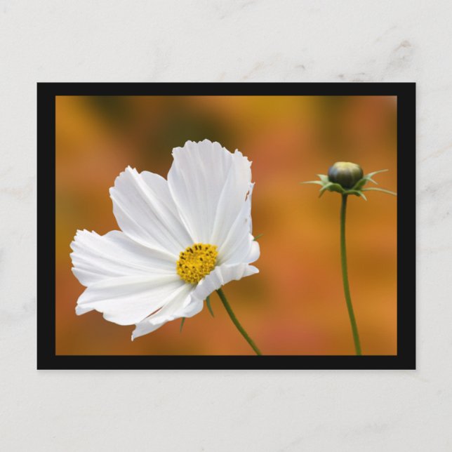 Cartão Postal Queda No Conway Norte Em New Hampshire (Frente)