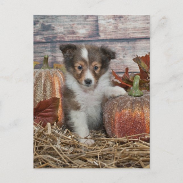 Cartão Postal Queda Sheltie Puppy (Frente)