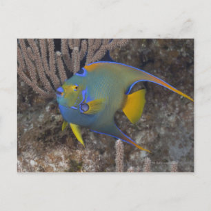 Cartão Postal Queen Angelfish (Holacanthus ciliaris) nadando