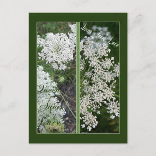 CARTÃO POSTAL QUEEN ANNE'S LACE BOOKMARKS