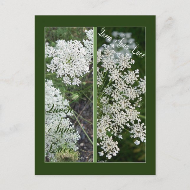 CARTÃO POSTAL QUEEN ANNE'S LACE BOOKMARKS (Frente)