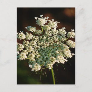 Cartão Postal Queen Ann's Lace