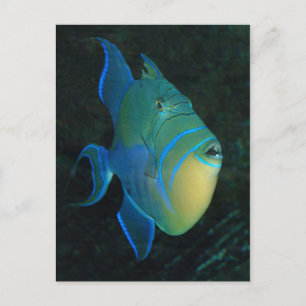 Cartão postal Queen Triggerfish