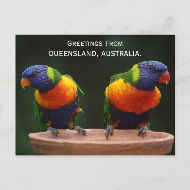 Cartão postal Queensland Rainbow Lorikeets Austrál (Frente)
