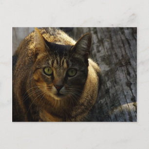 Cartão Postal Quem?