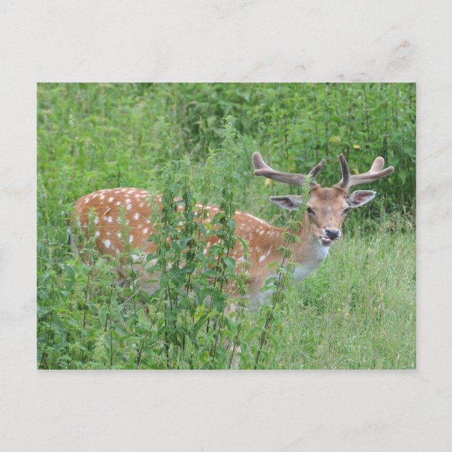 Cartão Postal Quem disse que você pode fazer isso? (Frente)