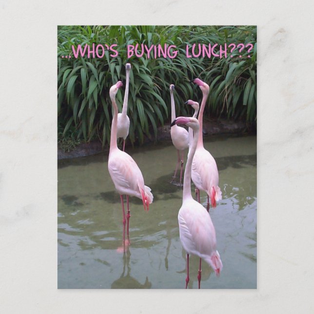 Cartão Postal Quem está comprando o almoço? (Frente)