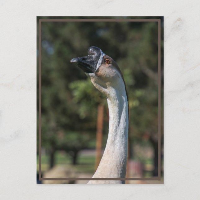 Cartão Postal Quem está indo para quem! (Frente)