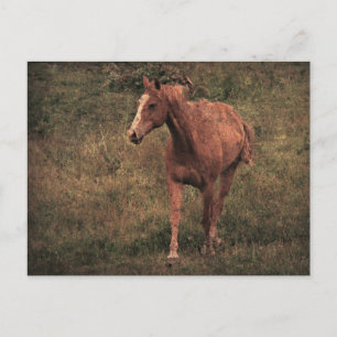 Cartão Postal Quem fez isto