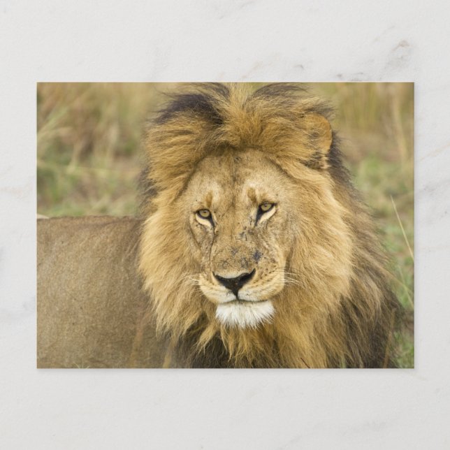 Cartão Postal Quênia Masai Mara (Frente)