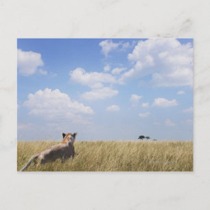 Cartão Postal Quênia, Masai Mara