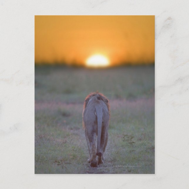 Cartão Postal Quênia, Masai Mara (Frente)