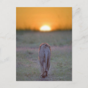 Cartão Postal Quênia, Masai Mara