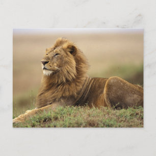 Cartão Postal Quênia, Masai Mara   Leão macho