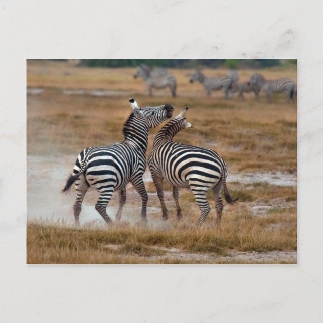 Cartão Postal Quênia - Nairobi - Zebras no Parque Nacional de Am (Frente)