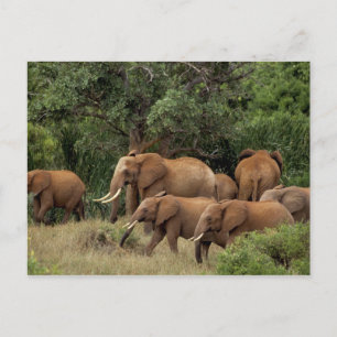 Cartão Postal Quênia: Parque Nacional de Tsavo East, manada Afri