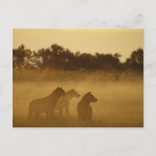 Cartão Postal Quênia: Parque Nacional do Lago Turkana hienas-mal
