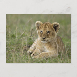 Cartão Postal Quênia, Reserva de Caça Masai Mara. Leão Africano