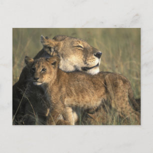 Cartão Postal Quênia, Reserva de Caça Masai Mara, Leoa