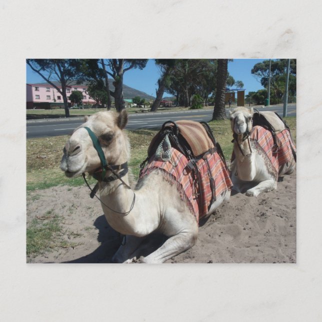 Cartão Postal Quer ir dar uma volta? (Frente)