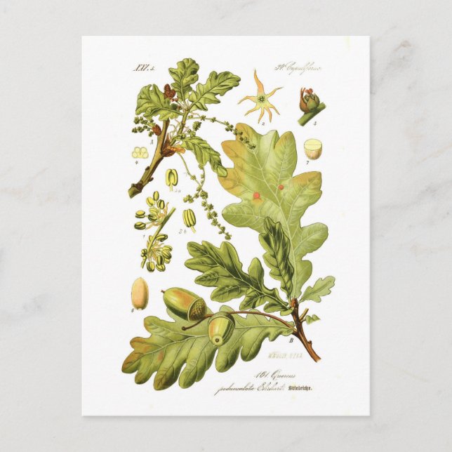 Cartão Postal Quercus pedunculata (Oak Inglês) (Frente)