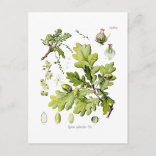 Cartão Postal Quercus pedunculata : syn.Q robur. (Carvalho Inglê