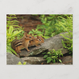 Cartão Postal Querendo Irmãos Chipmunk