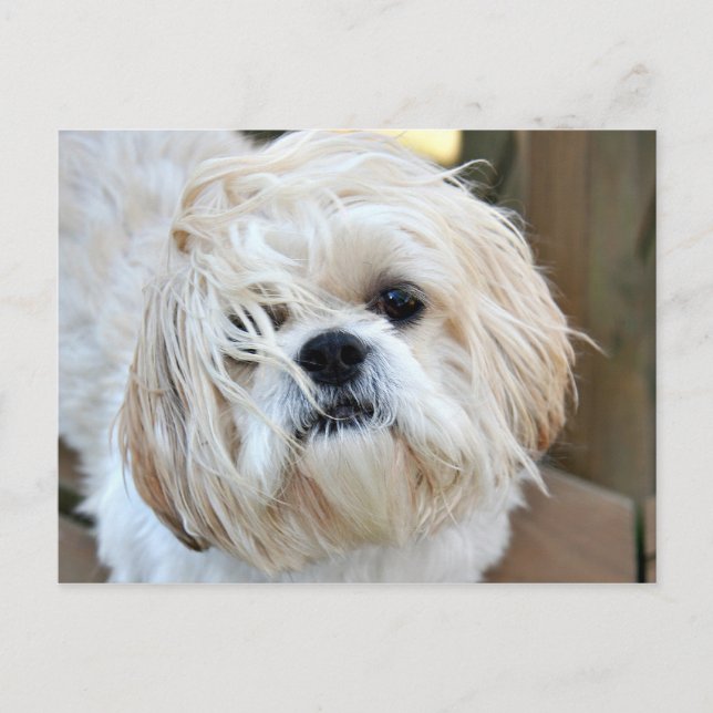 Cartão Postal queria que você estivesse aqui (Frente)