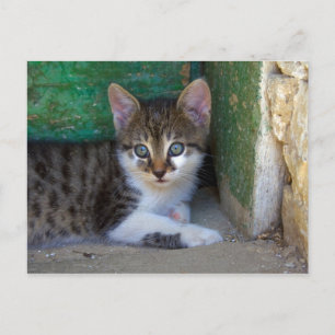 Cartão Postal Querido Tiger Cat Baby