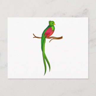 Cartão Postal Quetzal