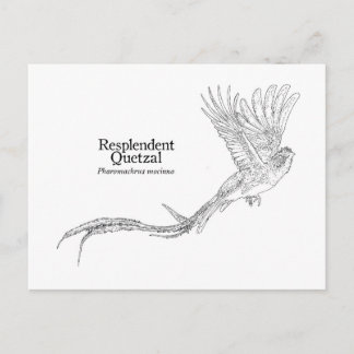 Cartão Postal Quetzal Resplandecente