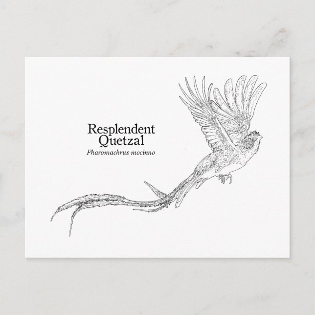 Cartão Postal Quetzal Resplandecente (Frente)