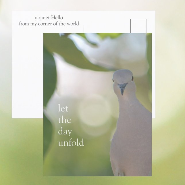 Cartão Postal Quiet Bird Moment – Let the Day Unfold Dove (Criador carregado)