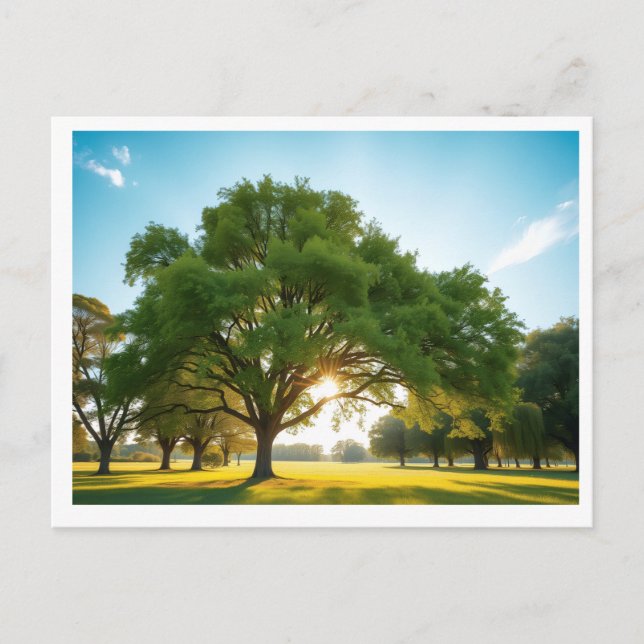 Cartão Postal Quiet Time With a Big Tree – Postcard (Frente)