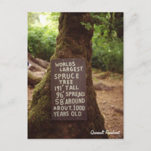 Cartão Postal Quinault RainForest