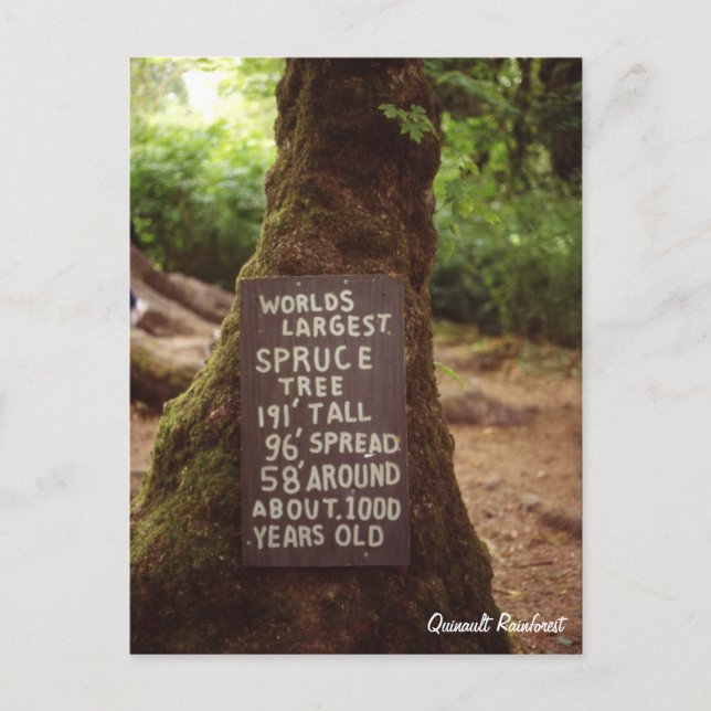 Cartão Postal Quinault RainForest (Frente)