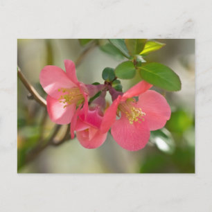 Cartão Postal Quince Florescendo Rosa