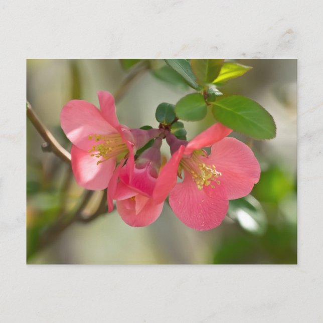 Cartão Postal Quince Florescendo Rosa (Frente)