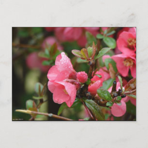 Cartão Postal Quince Florindo Rosa de Primavera