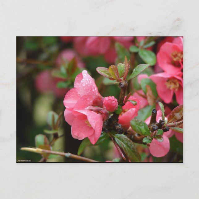 Cartão Postal Quince Florindo Rosa de Primavera (Frente)