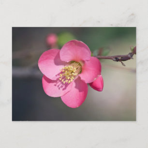 Cartão Postal Quince Rosa Perfeito em Flor