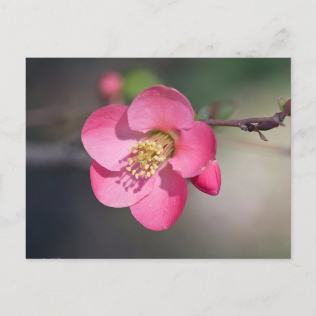 Cartão Postal Quince Rosa Perfeito em Flor (Frente)