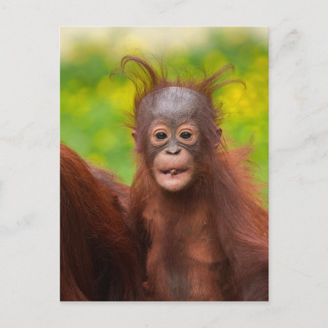 Cartão Postal Quirky Charm de um Bebê Orangutan (Frente)