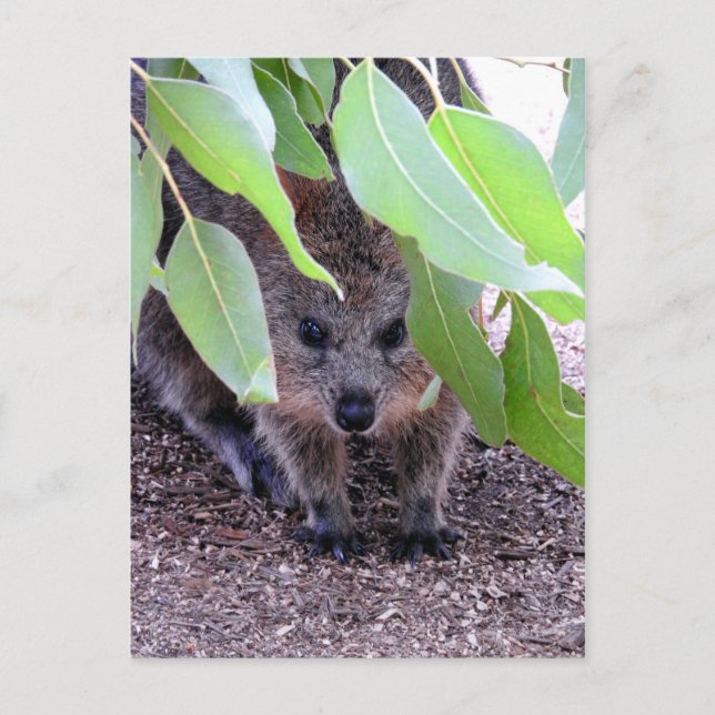 Cartão postal Quokka (Frente)