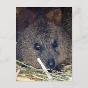 Cartão Postal Quokka