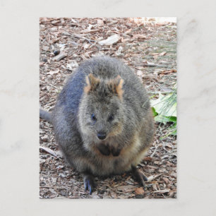 Cartão Postal Quokka