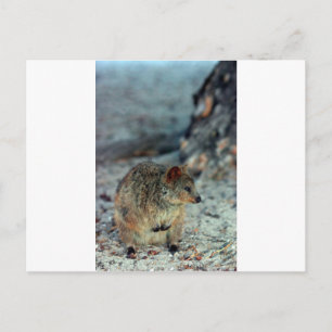 Cartão Postal Quokka fofa em Rottnest Island