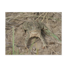 R10 Prairie Toad
