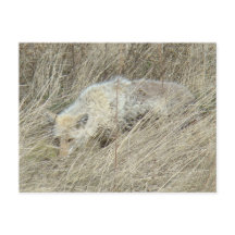 R13 Coyote em Grama Alto